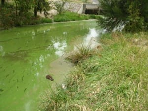 A dead duck floats in an algal bloom in Lake Tuggeranong