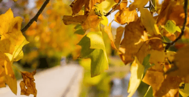 Leaf Collective Pilot Program Webinar